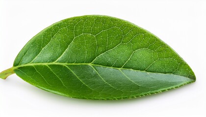 Obraz premium green leaves of blueberry isolated on transparent background