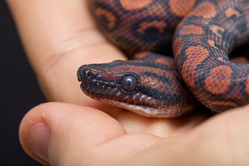 Epicrates cenchria is a boa species endemic to Central and South America. Common names include the...