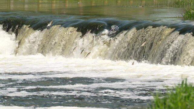 Fish ( Vimba vimba) jumping upstream waterfall to spawn, Kuldiga, Latvia