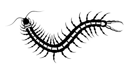 Black and white scolopendra is a predatory arthropod from the class of millipedes. The illustration is drawn in minimalistic style, suitable for insect themed design.