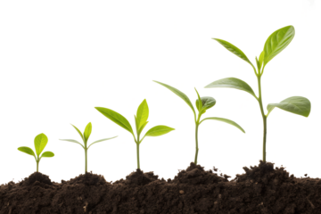 Growing Plant Saplings