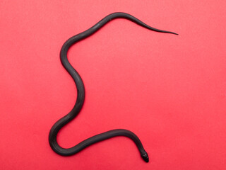 The Mexican black kingsnake (Lampropeltis getula nigrita) is part of the larger colubrid family of snakes, and a subspecies of the common kingsnake.