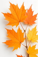 Close-Up of Vibrant Orange and Yellow Maple Leaves on White Background in Vertical Format