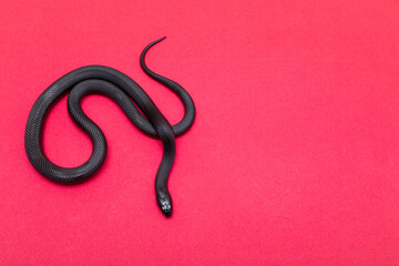The Mexican black kingsnake (Lampropeltis getula nigrita) is part of the larger colubrid family of...