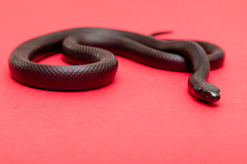 The Mexican black kingsnake (Lampropeltis getula nigrita) is part of the larger colubrid family of snakes, and a subspecies of the common kingsnake.