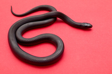 The Mexican black kingsnake (Lampropeltis getula nigrita) is part of the larger colubrid family of...