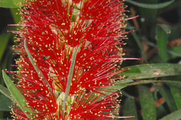Karminrote Zylinderputzer, Callistemon citrinus