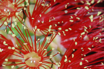 Karminrote Zylinderputzer, Callistemon citrinus