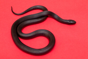 The Mexican black kingsnake (Lampropeltis getula nigrita) is part of the larger colubrid family of snakes, and a subspecies of the common kingsnake.