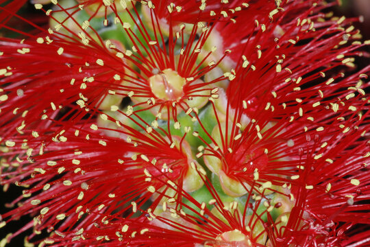 Karminrote Zylinderputzer, Callistemon citrinus