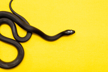 The Mexican black kingsnake (Lampropeltis getula nigrita) is part of the larger colubrid family of snakes, and a subspecies of the common kingsnake.