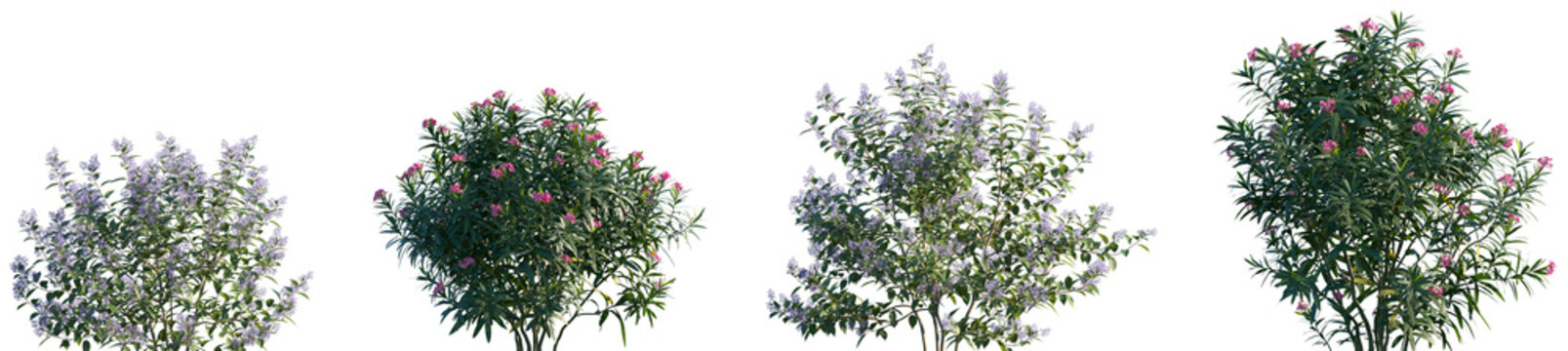 Set of Ceanothus x delileanus and Nerium oleander frontal isolated png on a transparent background perfectly cutout high resolution