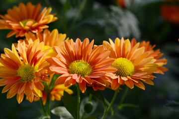 Garten, Schnitt-Chrysantheme, Mumbai