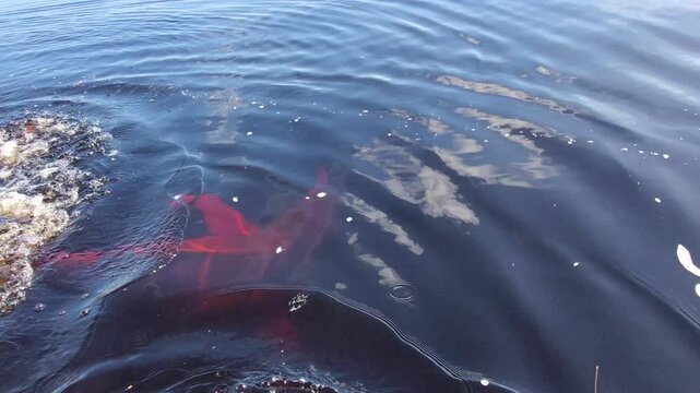 Pink river dolphin swimming in Amazon river with people's feet. Boto cor de rosa. Delf&iacute;n Rosado del Amazonas. 4k.