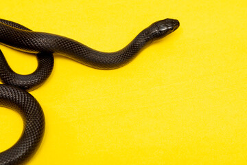 The Mexican black kingsnake (Lampropeltis getula nigrita) is part of the larger colubrid family of snakes, and a subspecies of the common kingsnake.