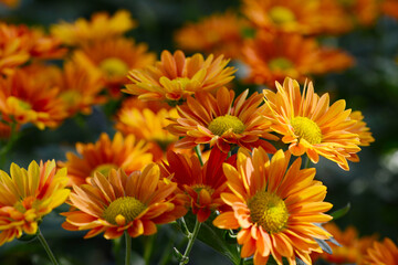 Garten, Schnitt-Chrysantheme, Mumbai