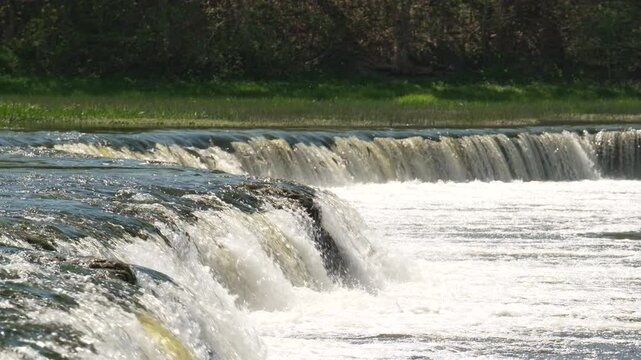 Fish ( Vimba vimba) jumping upstream waterfall to spawn, Kuldiga, Latvia