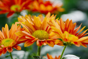Garten, Schnitt-Chrysantheme, Mumbai