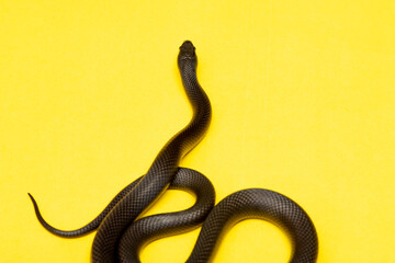 The Mexican black kingsnake (Lampropeltis getula nigrita) is part of the larger colubrid family of snakes, and a subspecies of the common kingsnake.