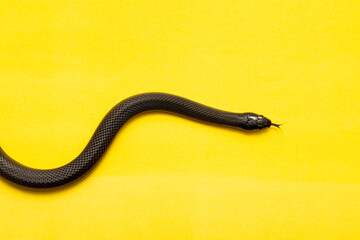 The Mexican black kingsnake (Lampropeltis getula nigrita) is part of the larger colubrid family of snakes, and a subspecies of the common kingsnake.
