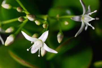 Pfennigbaum,  Geldbaum,  Crassula ovata