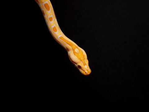 Python molurus bivitattus is one of the largest species of snakes. It is native to a large area of Southeast Asia but is found as an invasive species elsewhere