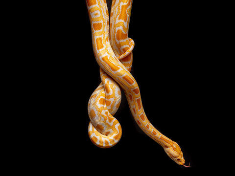 Python molurus bivitattus is one of the largest species of snakes. It is native to a large area of Southeast Asia but is found as an invasive species elsewhere