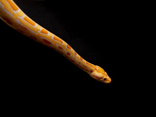 Python molurus bivitattus is one of the largest species of snakes. It is native to a large area of...
