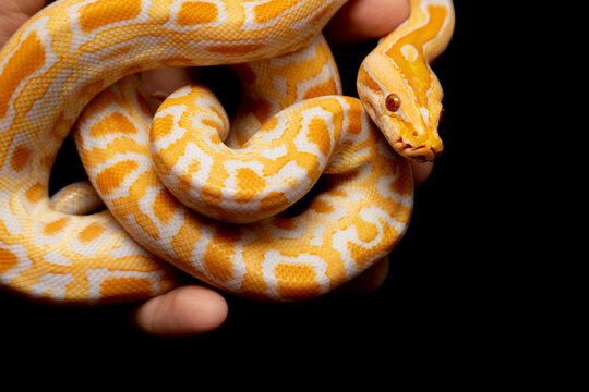 Python molurus bivitattus is one of the largest species of snakes. It is native to a large area of Southeast Asia but is found as an invasive species elsewhere