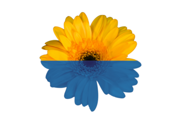 A vibrant yellow and blue daisy styled to resemble the Ukrainian flag. A symbolic tribute blending natural beauty with national identity.