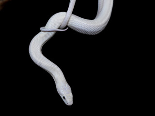 The Texas rat snake (Elaphe obsoleta lindheimeri ) is a subspecies of rat snake, a nonvenomous colubrid found in the United States, primarily within the state of Texas.