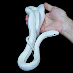 The Texas rat snake (Elaphe obsoleta lindheimeri ) is a subspecies of rat snake, a nonvenomous...