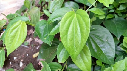 Close-Up of Betel Leaves: Vibrant Green Heart-Shaped Foliage of Piper Betle, Used in Traditional Practices in Asia