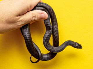The Mexican black kingsnake (Lampropeltis getula nigrita) is part of the larger colubrid family of...