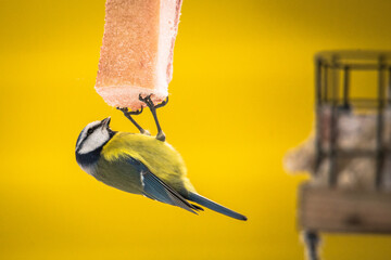Blue tit (Cyanistes caeruleus)