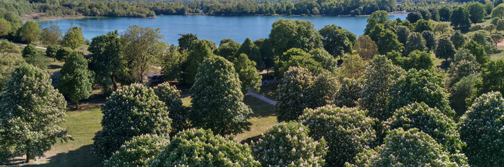 Panoramic aerial view of the lake and of the forest with green trees, blooming chestnut trees in the park on a sunny May day.