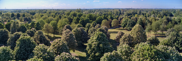 Panoramic aerial view of the forest with green trees, blooming chestnut trees in the park on a sunny May day.