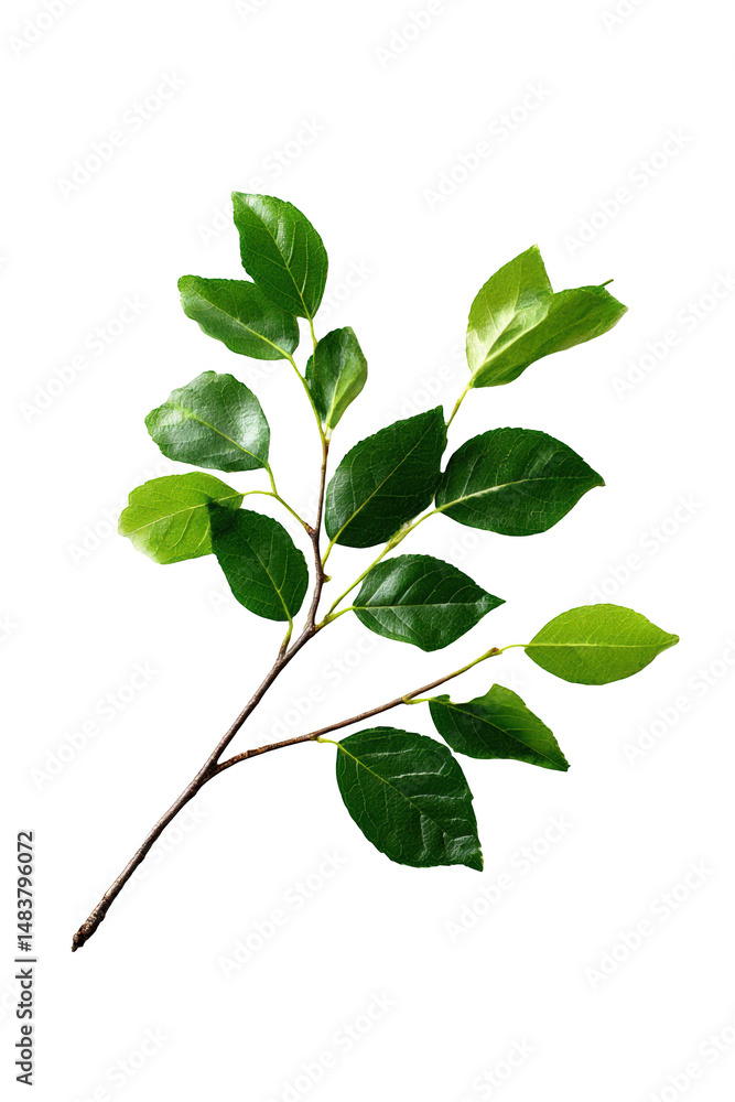 Poster twig with green leaves isolated on transparent background for design elements