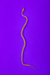 Epicrates cenchria is a boa species endemic to Central and South America. Common names include the...