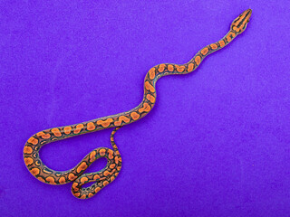 Epicrates cenchria is a boa species endemic to Central and South America. Common names include the...