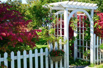 A vintage white wooden archway and picket fence at a garden with a red burning bush, lush green...