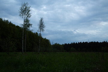 Beautiful clouds over the forest near the field with green spring grass with two young small birches. Portrait with natural lighting, untouched colors