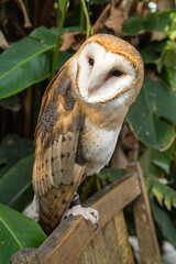 Barn owls (family Tytonidae) are one of the two families of owls, the other being the true owls or typical owls, Strigidae.