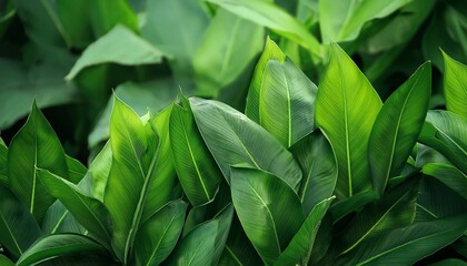 Fototapeta premium close up of lush green leaves in nature