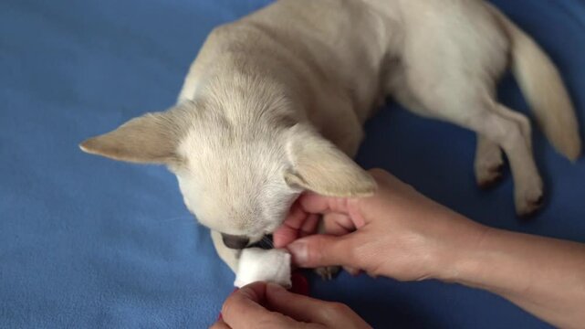The veterinarian unwraps the dog's paw to install a catheter