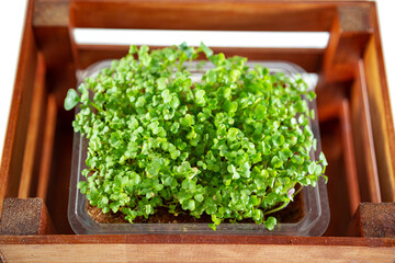 Microgreens mustard in wooden box isolated on white background. Healthy superfood.