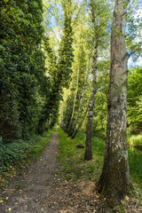 A narrow path between birch trees and fresh spring green