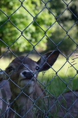 A close-up of a deer's muzzle. A deer on a green meadow. 