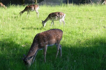 Deer grazing in a green meadow. The reindeer are eating grass. 