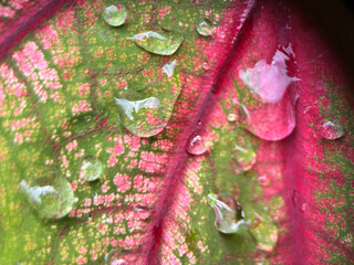 Folhagem verde e vermelha, molhada, orvalhada